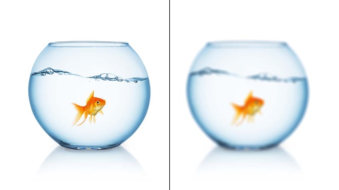 Image representing amblyopia shows two goldfish bowls.  The goldfish on the left is clear and easy to see, on the right, the goldfish and bowl are blurred.