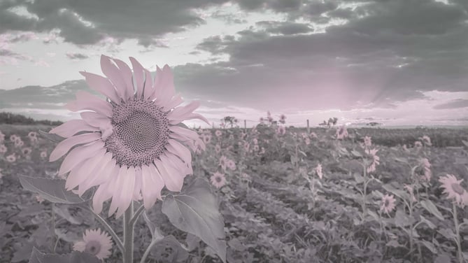View of a field of sunflowers, on a summer's day.  Theree is a large sunflower close-up at the front. the image is grey and pale pink, rather than the bright yellows, greens and blues that you might expect. This is to simulate how someone with total colour blindness might experience the view