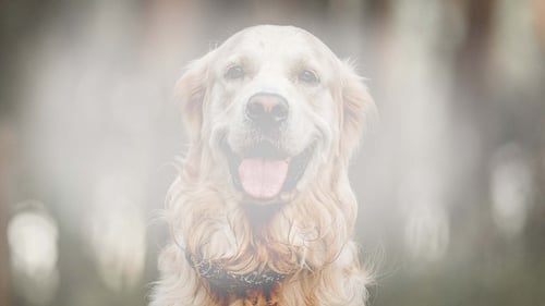 Image of a golden retriever dog. The image is washed out and cloudy to represent what a person with cataracts might experience